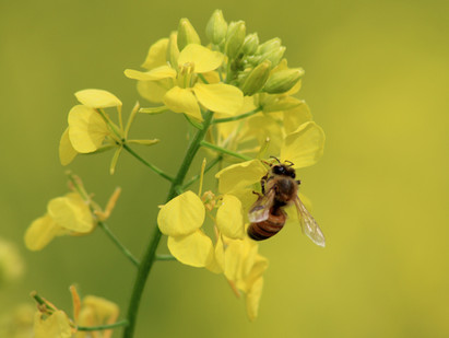 Little insects that make a big difference