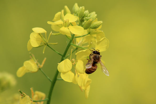 Bee