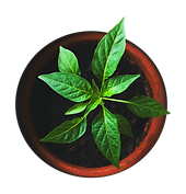 basil png.png