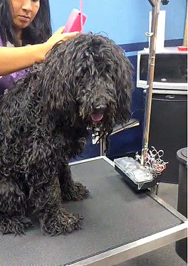 groomer_edited.jpg