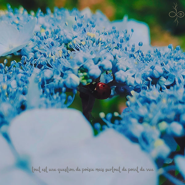 coccinelle la tête en bas