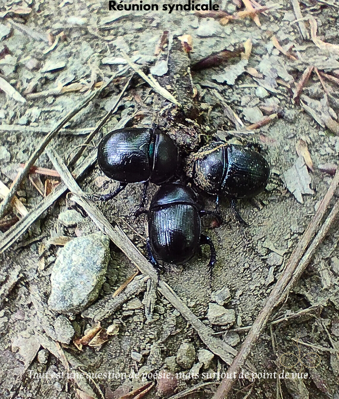humour, photo d'helrada, réunion syndicale