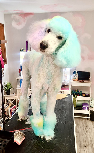 The full Puff & Clip dog grooming treatment