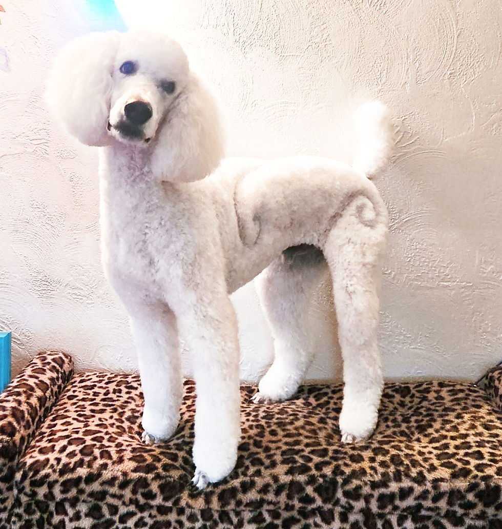 Modified Poodle standard show style grooming