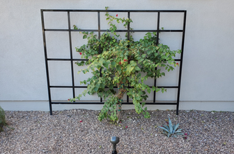 Custom trellis for Mesa backyard.