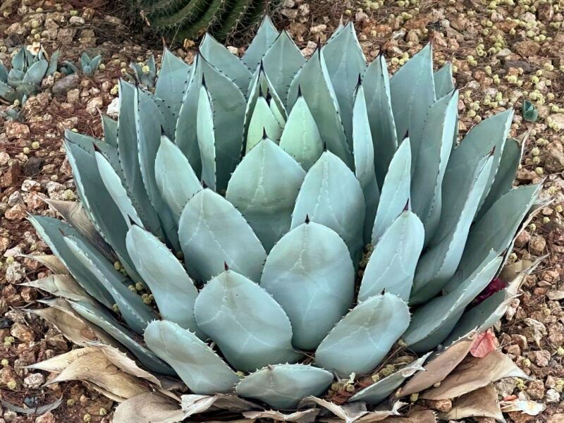 Perry's Agave in a tight, compact rosette form. A smaller agave for tucking into narrow planting pockets.