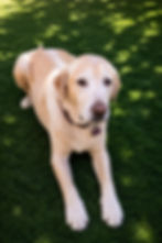 Dog lounges in Gilbert, Arizona backyard in shaded area of artificial turf