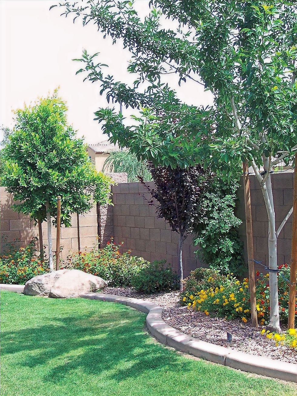 Lush Arizona backyard with trees, vibrant flowers, and green lawn. Ficus, Purple Plum and Ash trees.