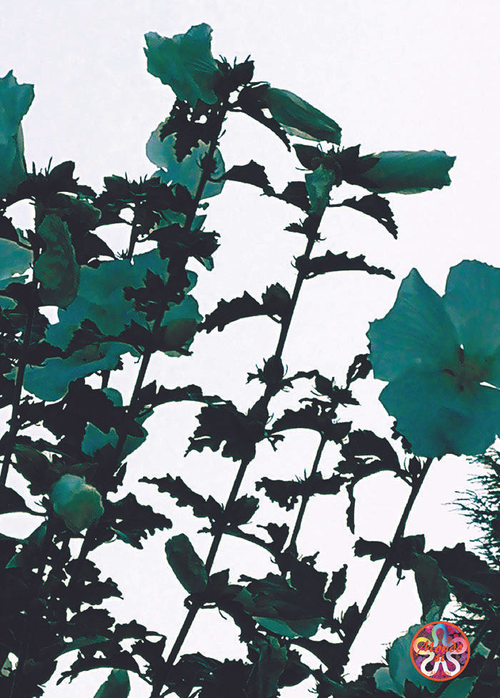 Acid flowers Art gallery powerful impact Contemporary artist