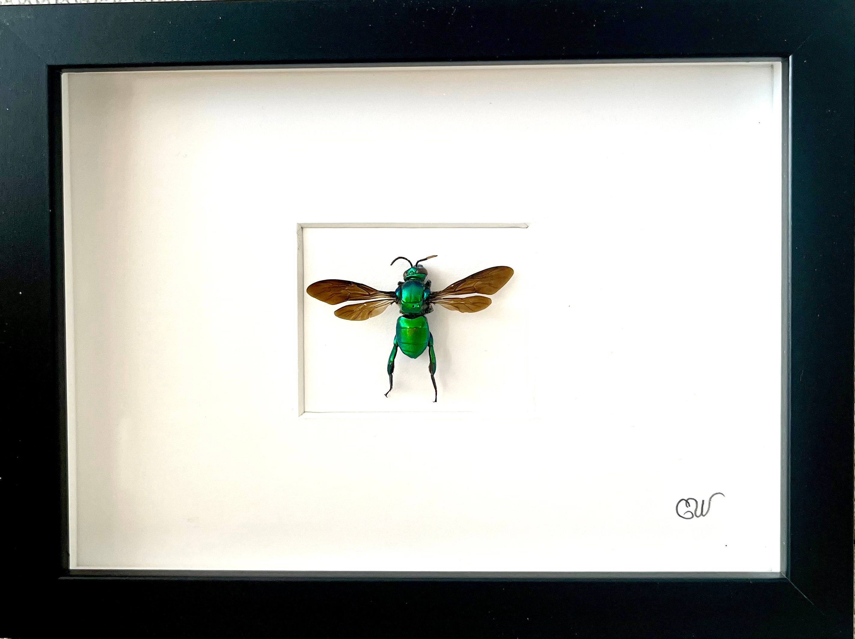 Abeille d'orchidées géante