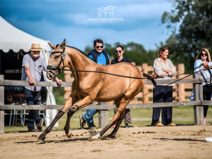 CHAMPIONNATS DE FRANCE INTERNATIONAL DU LUSITANIEN 2023