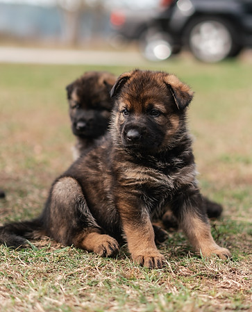 Baby Gsd Puppy