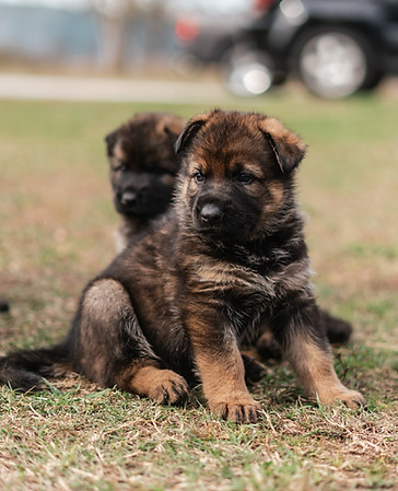 Baby Gsd Puppy