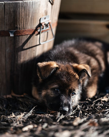 Puppy next to a tire