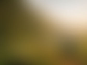 Cattle Ranching vs. Forests: The Amazon Crisis