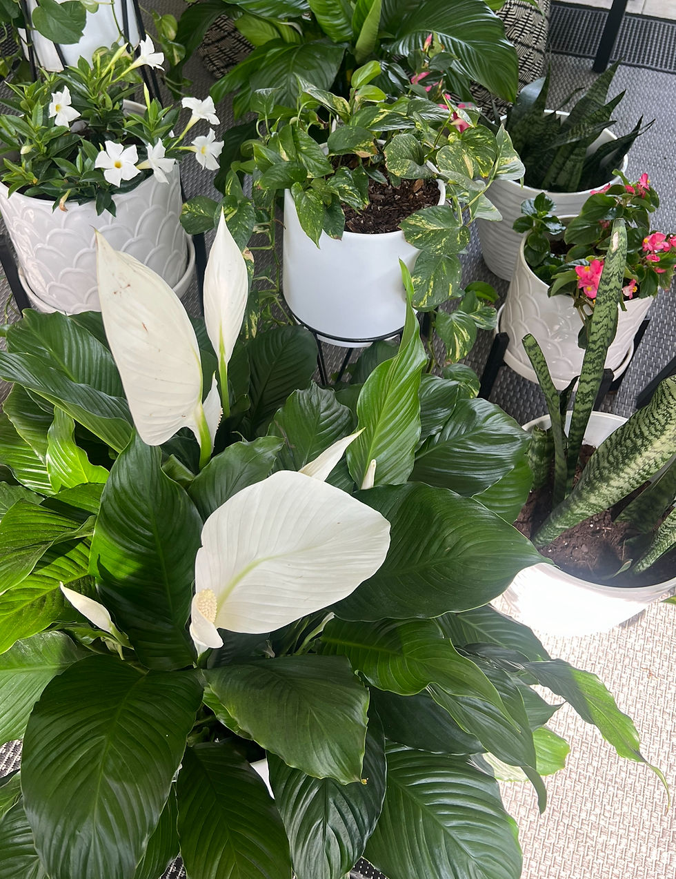 Container Gardening Journey 2024: Tips, Ideas, and Inspiration for Growing with Limited Space
