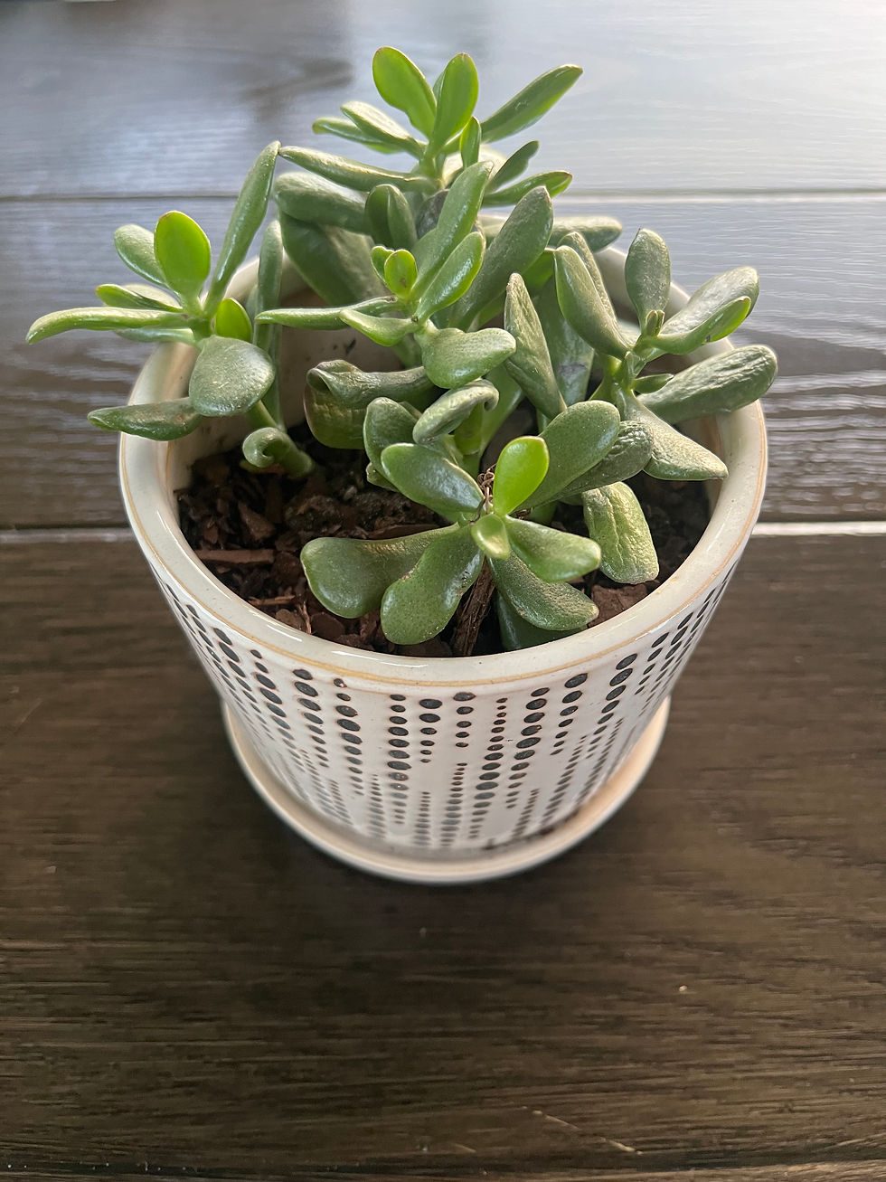 Succulents are low maintenance plants that doesn't require a lot of watering