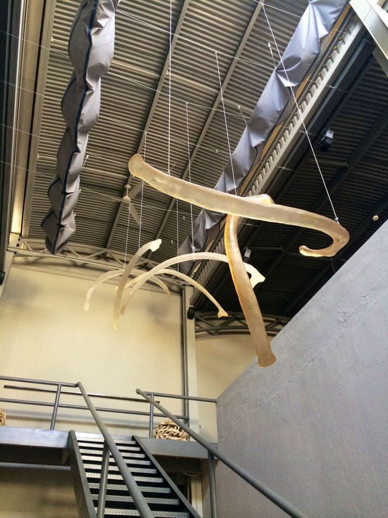 Whale Project 