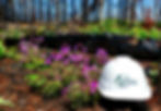 WRV Cameron Peak Fire Rejuvenation