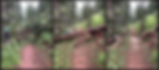 CTF Lime Creek blocked tree before & after