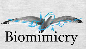 Biomimicry #01: Intro to Toolkit for Tropical Building Skins