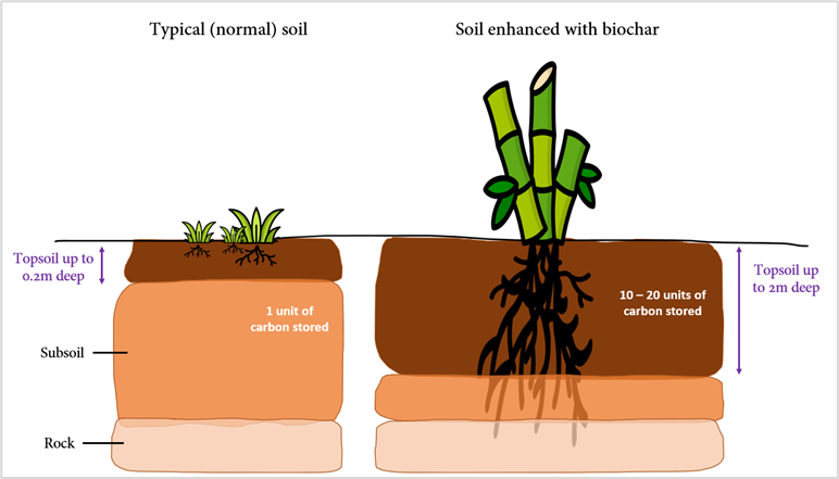 Fertilising the soil with biochar greatly enhances carbon store in the ground