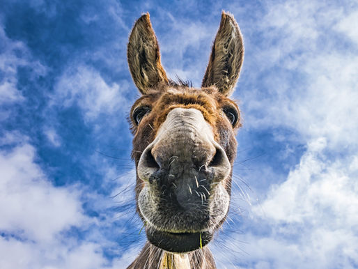 The Lord opened the mouth of the Donkey...