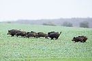 pvh-151114-meyer-loos-3611.jpg