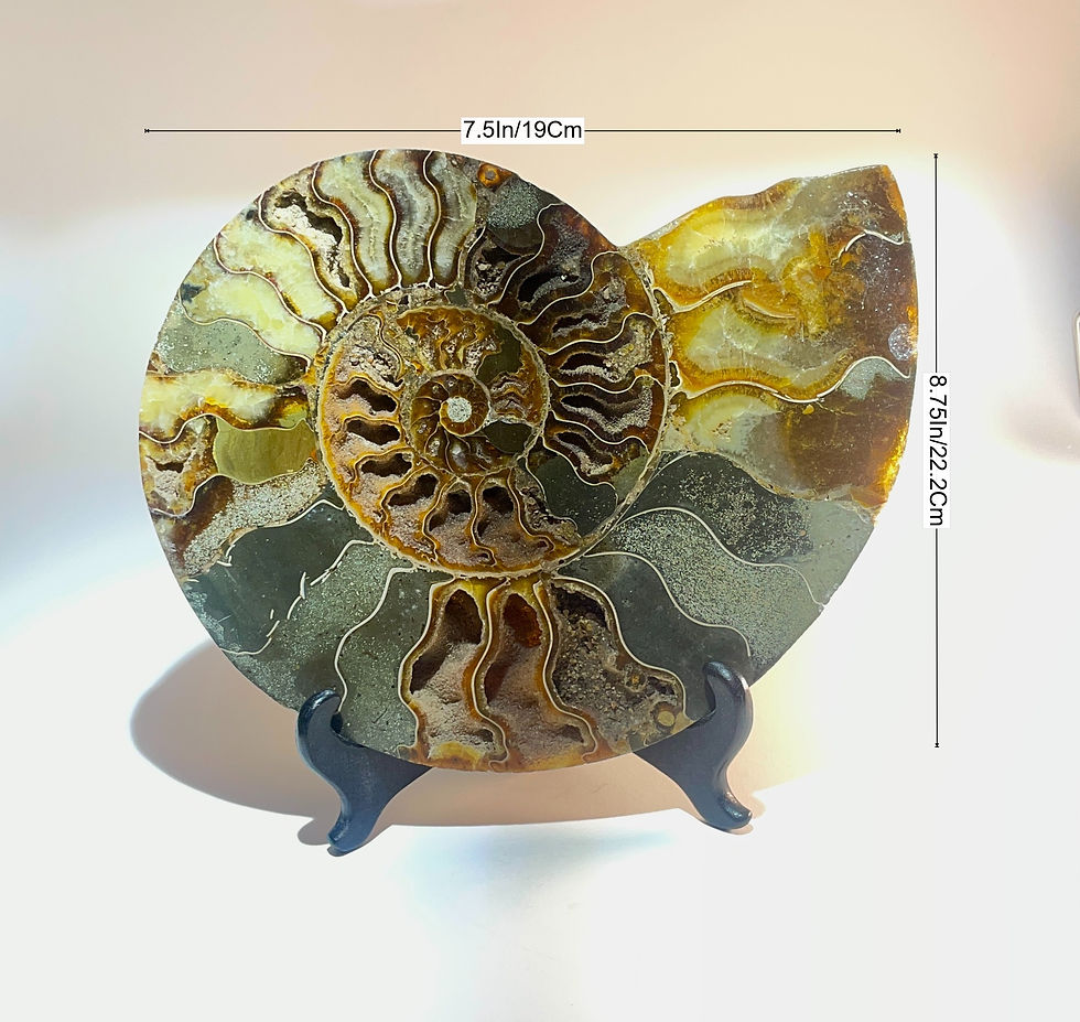 Thumbnail: Polished Ammonite Fossil Halves