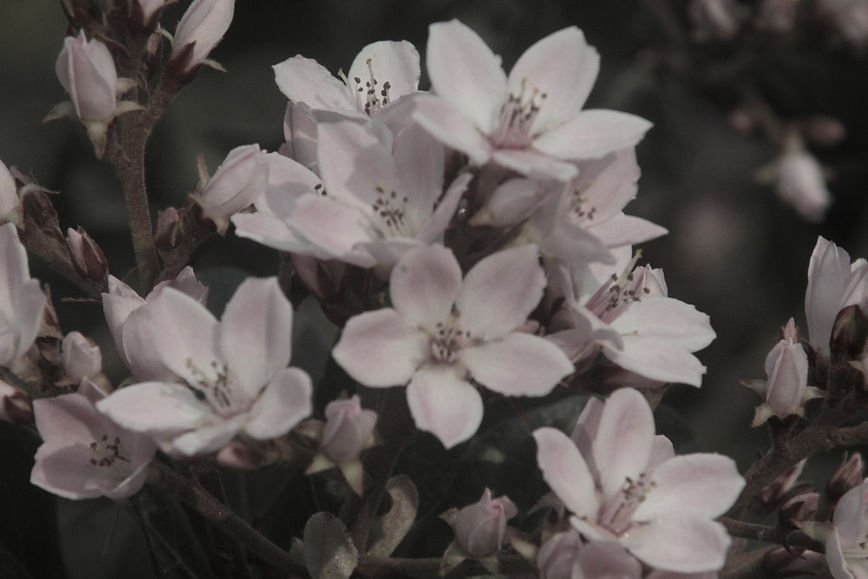 Etherial_Pink_Flowers.jpg