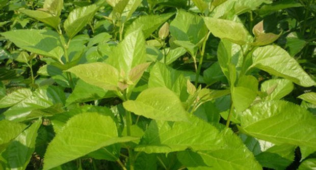 Thumbnail: White Mulberry Loose Leaf Tea (100 Grams)