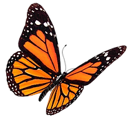 Orange monarch butterfly