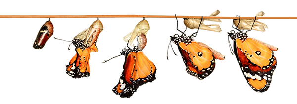 The cocoon phases of a butterfly