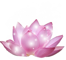 sparkling pink lotus flower