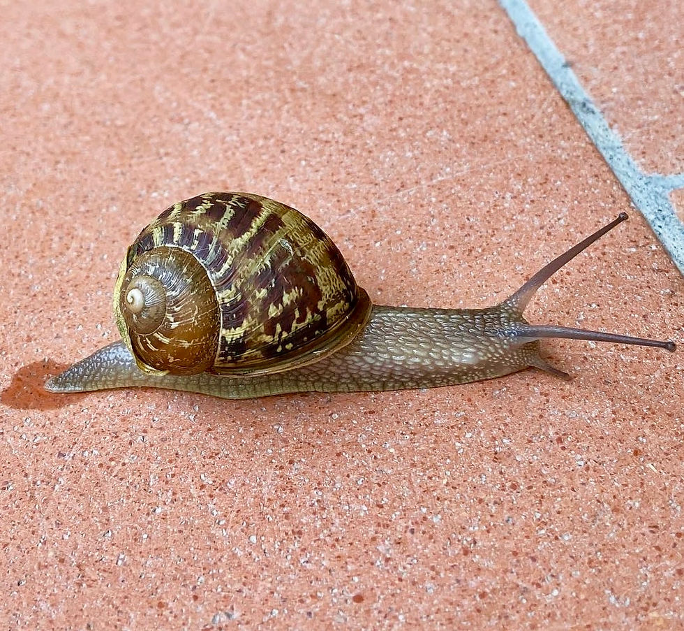 Snails are a common presence in Tuscany.  It is easy to see why these distinctive creatures became the symbol of Cittaslow.