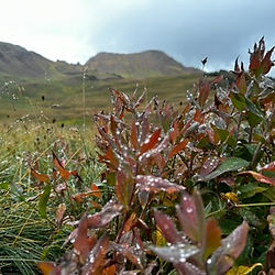 flowers on a green mountain