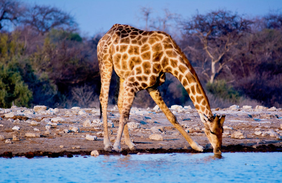 Etosha, Namibia