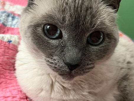 Worried and concerned cat close-up