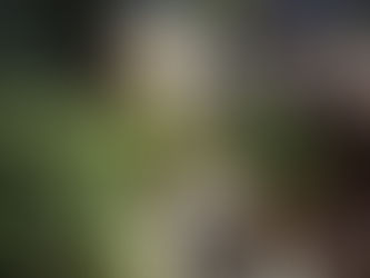 Urban garden obstacle course