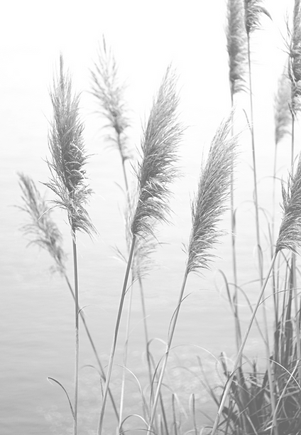 Pampas%25252520Grass_edited_edited_edite
