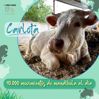 Vacas Salvando Peludos