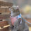Thumbnail: Harnais pour chats