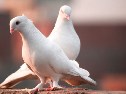Two peaceful looking white pigeons against a pink background