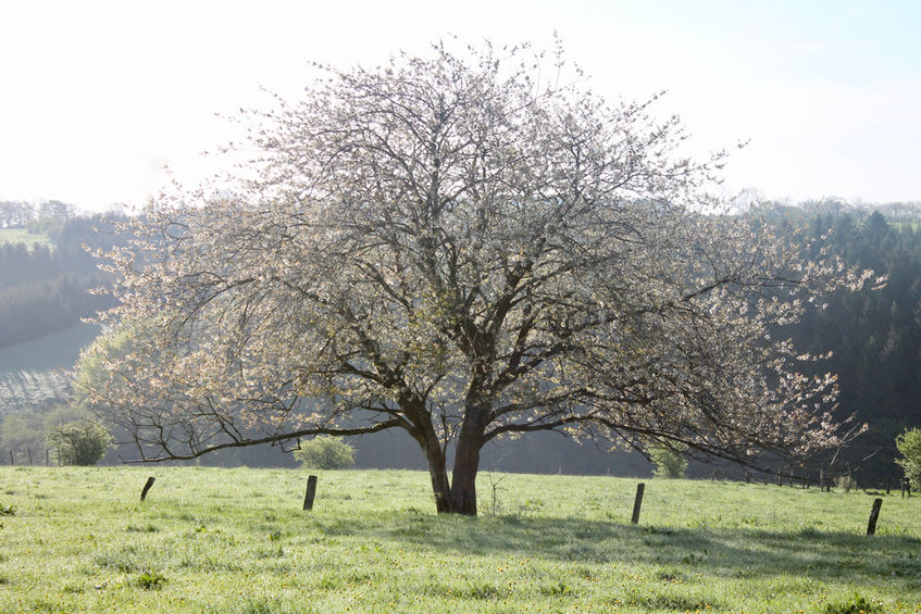Een grote boom met dunne takken staat alleen in een grasveld, verlicht door fel zonlicht. Glooiende heuvels en een rij bomen verschijnen op de wazige achtergrond.