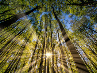 Das Sonnenlicht filtert durch hohe Bäume in einem dichten Wald, erzeugt Lichtstrahlen gegen einen klaren blauen Himmel und verwandelt den Bereich in einen hellen Raum mit strahlendem goldenem Licht.