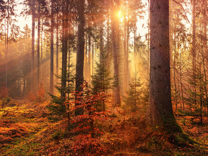 Das Sonnenlicht durchströmt hohe, dichte Bäume im Wald und wirft einen warmen, goldenen Schein auf das Laub und den Boden. Kleinere Bäume und Pflanzen sind sichtbar und die Szene ist mit Herbstfarben von orange, rot und braun gefüllt.