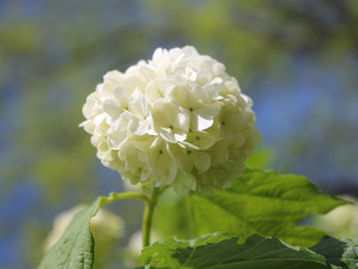 De geweven volheid van het bestaan