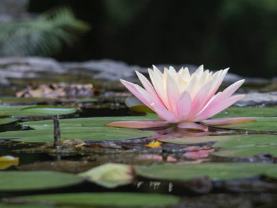 Liefde voor het bestaan