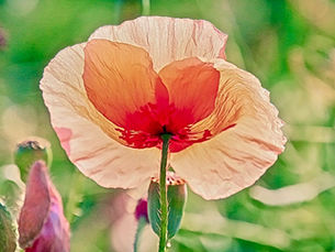Nahaufnahme einer hellrosa Mohnblume mit zarten Blütenblättern und einem orangefarbenen Herzen, vor einem verschwommenen grünen Hintergrund. Sonnenlicht filtert durch die Blütenblätter und betont ihre Textur. Knöpfe und Blätter sind in der Nähe zu sehen.
