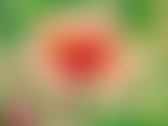 Nahaufnahme einer hellrosa Mohnblume mit zarten Blütenblättern und einem orangefarbenen Herzen, vor einem verschwommenen grünen Hintergrund. Sonnenlicht filtert durch die Blütenblätter und betont ihre Textur. Knöpfe und Blätter sind in der Nähe zu sehen.